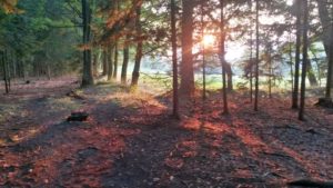 vděčnost třeba za procházku v lese s krásným západem slunce